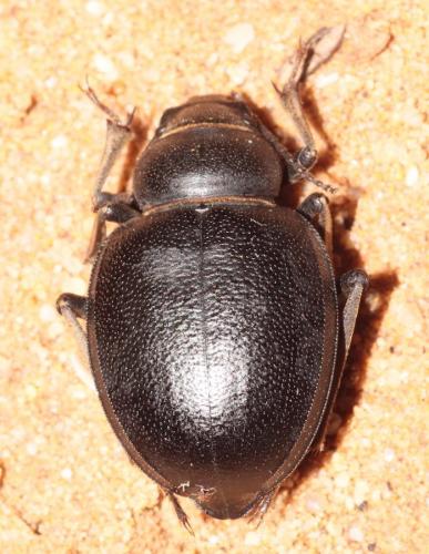 Pimelia sp.